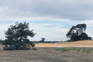 Kootwijker Veen- en Zandtocht door herfstlandschap van de Veluw
