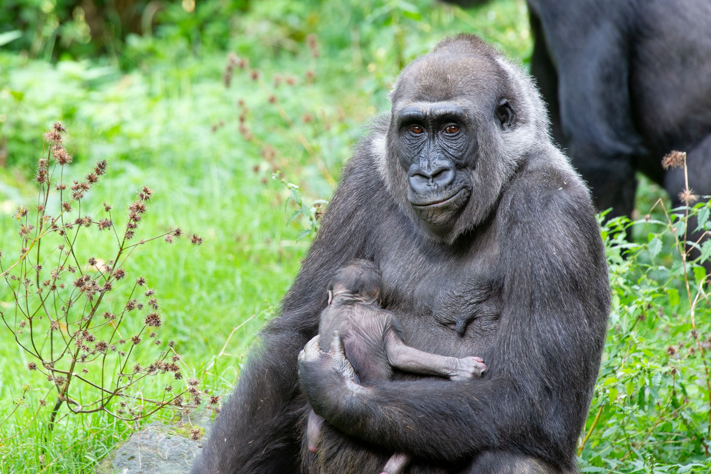 Gorillababy geboren in de Apenheul